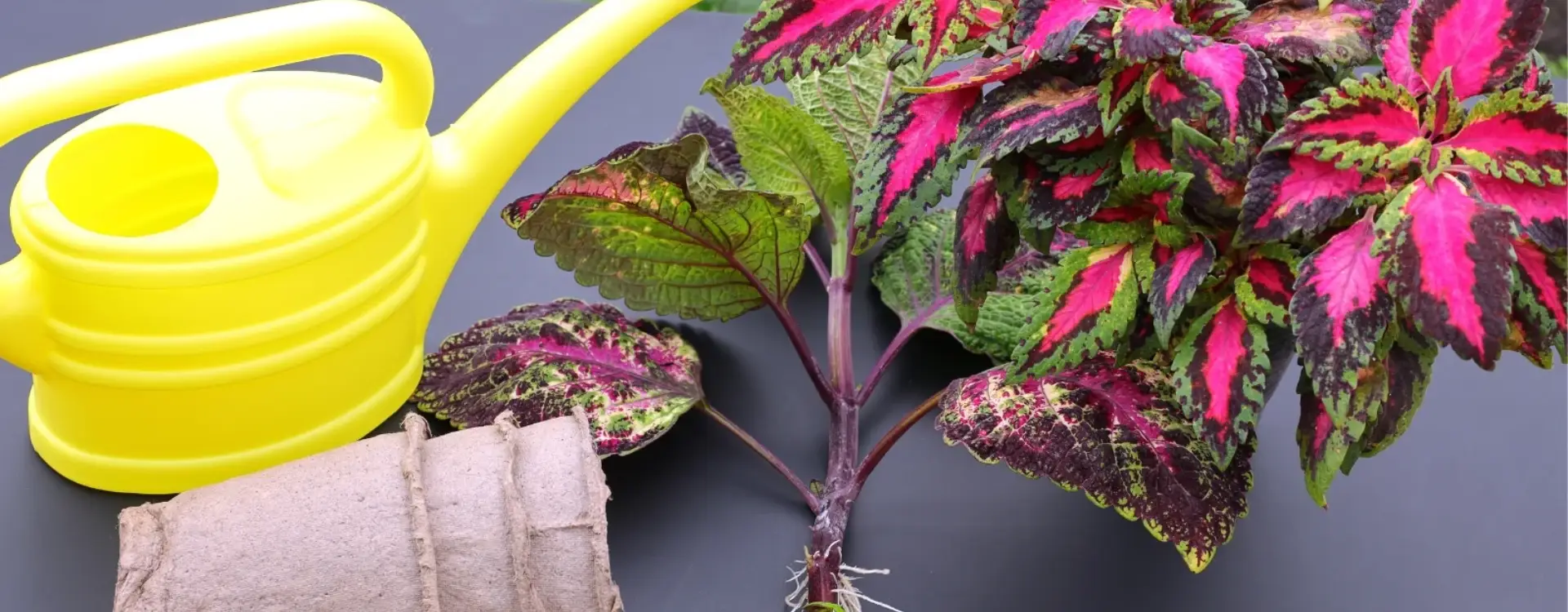 New Project (1).webp